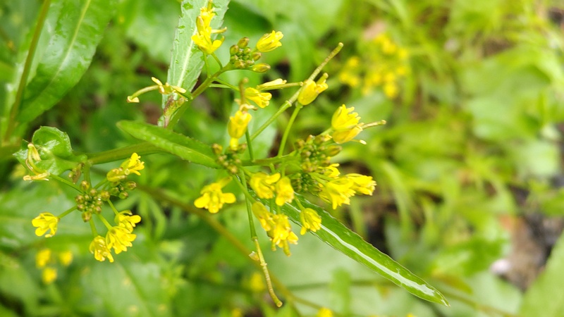 イヌガラシの花 横浜市旭区今宿南町