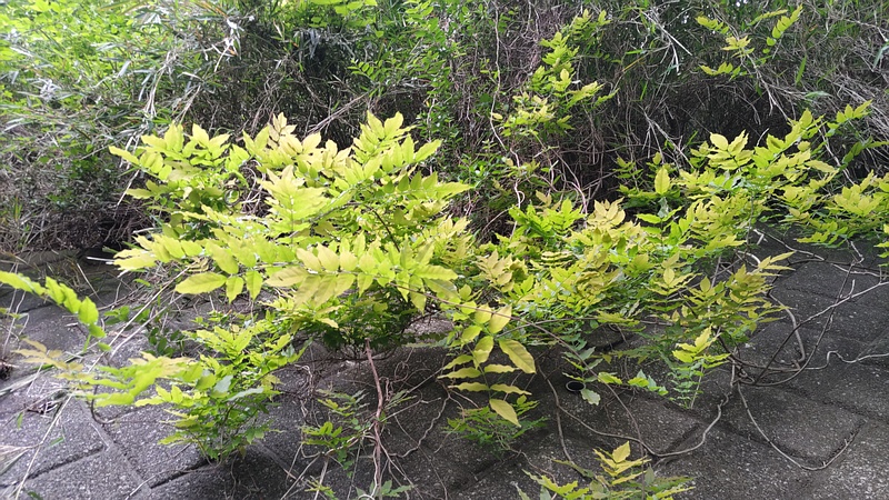 フジ 横浜市旭区今宿南町