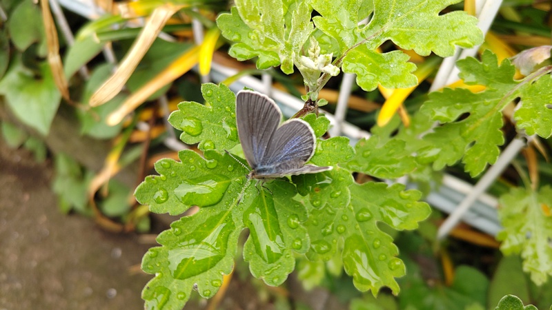 ヤマトシジミ♂ 横浜市旭区今宿南町