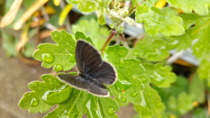 ヤマトシジミ♀ 横浜市旭区今宿南町