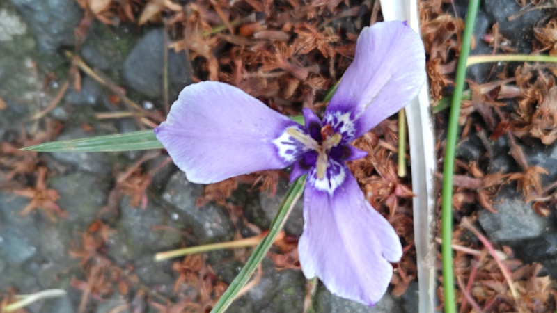 チリアヤメの花 横浜市旭区今宿南町
