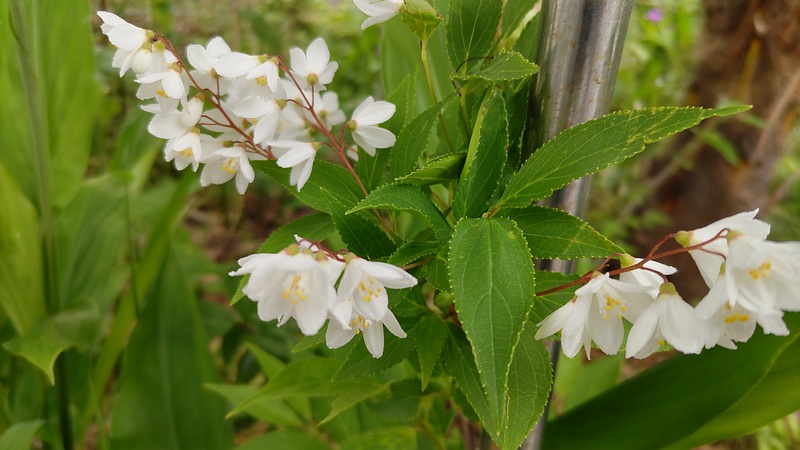 ヒメウツギの花 横浜市旭区今宿南町