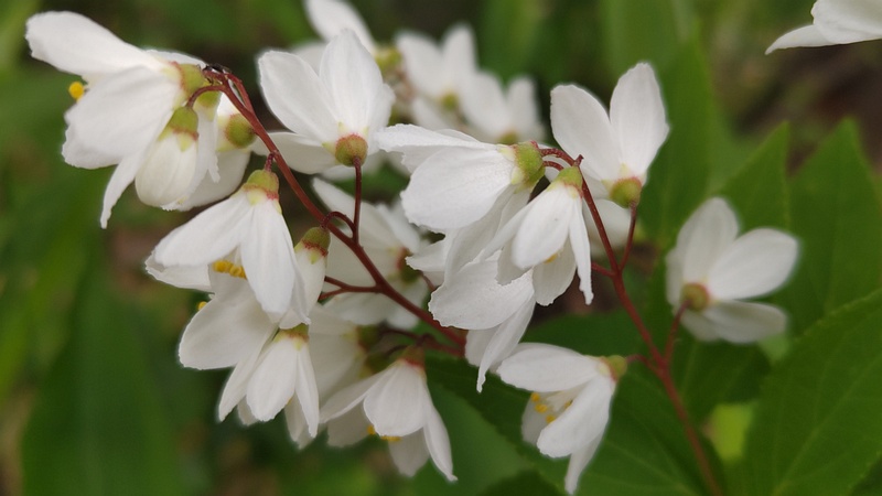 ヒメウツギの花 横浜市旭区今宿南町