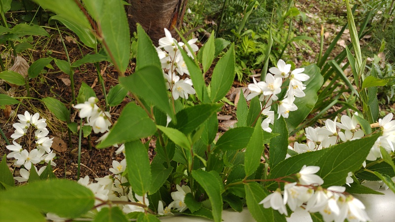 ヒメウツギの花 横浜市旭区今宿南町