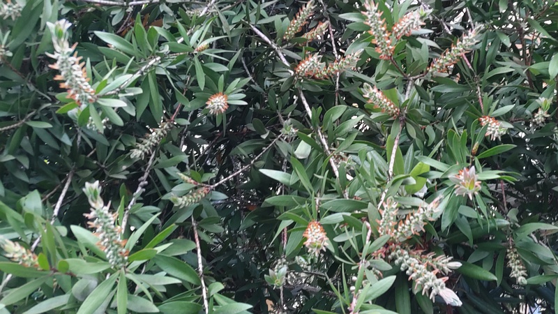 ブラシノキの蕾 横浜市旭区今宿南町