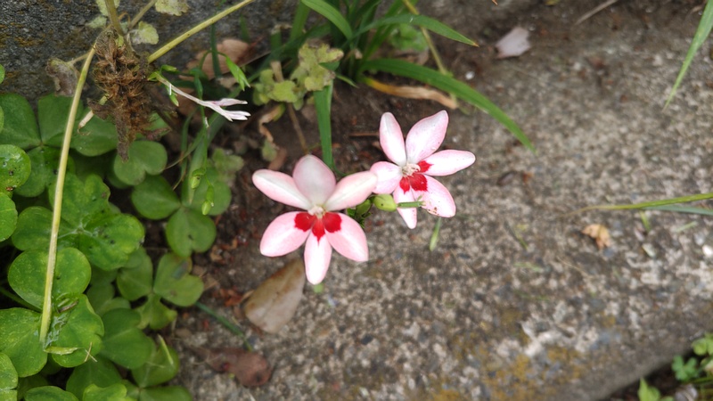 ヒメヒオウギの花 横浜市旭区今宿南町