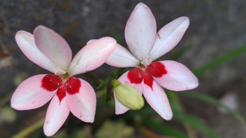 ヒメヒオウギの花 横浜市旭区今宿南町