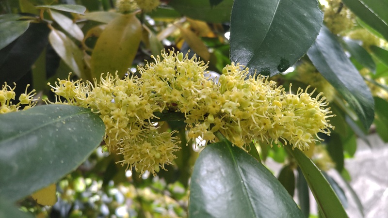タラヨウの雄花 横浜市旭区今宿東町