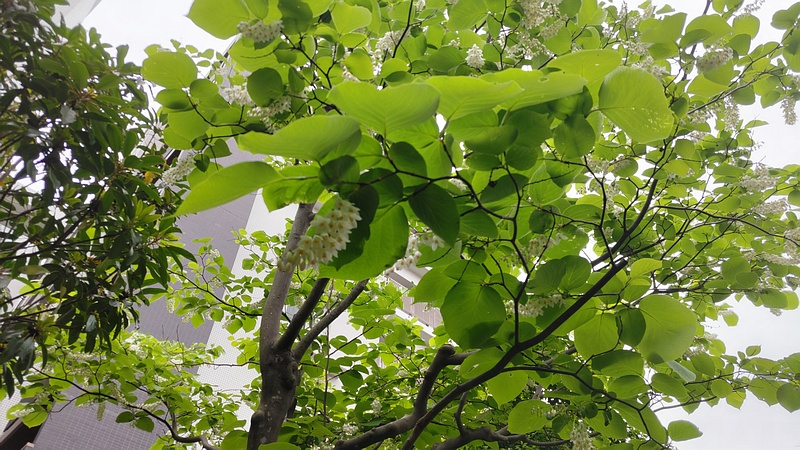 ハクウンボクの花 横浜市旭区今宿東町