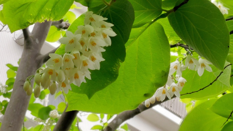ハクウンボクの花 横浜市旭区今宿東町