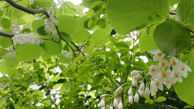 ハクウンボクの花 横浜市旭区今宿東町