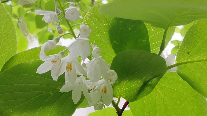 ハクウンボクの花 横浜市旭区今宿東町