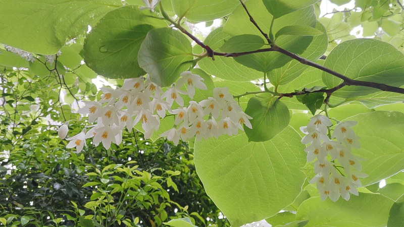 ハクウンボクの花 横浜市旭区今宿東町