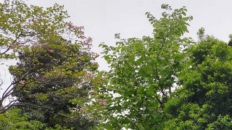 ハクウンボクの花 横浜市旭区今宿東町