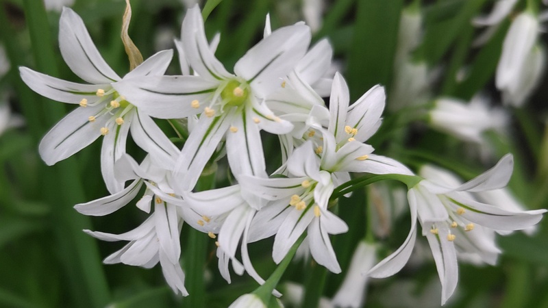 ミツカドネギの花 横浜市旭区今宿東町