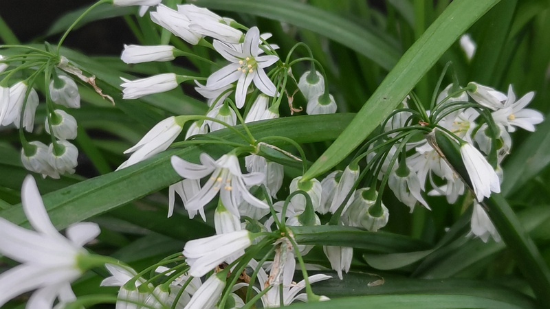 ミツカドネギの花 横浜市旭区今宿東町