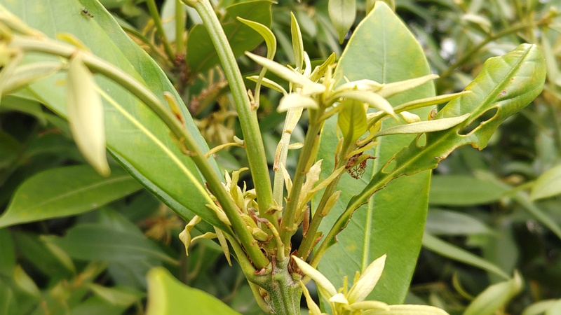 マテバシイ 横浜市旭区鶴ヶ峰鶴ヶ峰本町公園