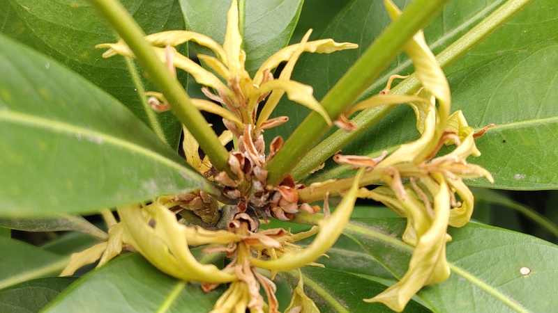 マテバシイ 横浜市旭区鶴ヶ峰鶴ヶ峰本町公園