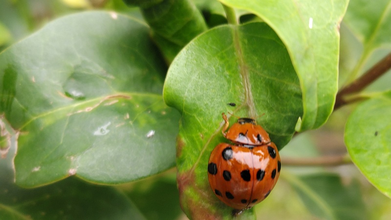 ハラグロオオテントウ 横浜市旭区鶴ヶ峰本町