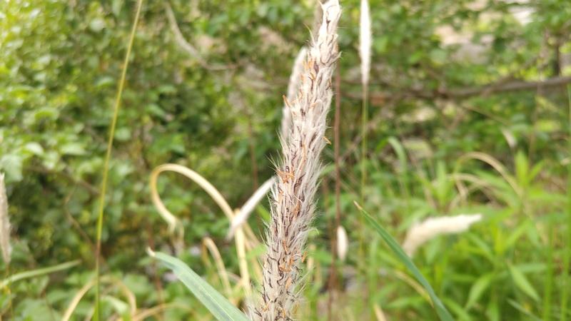 チガヤ 横浜市旭区鶴ヶ峰本町