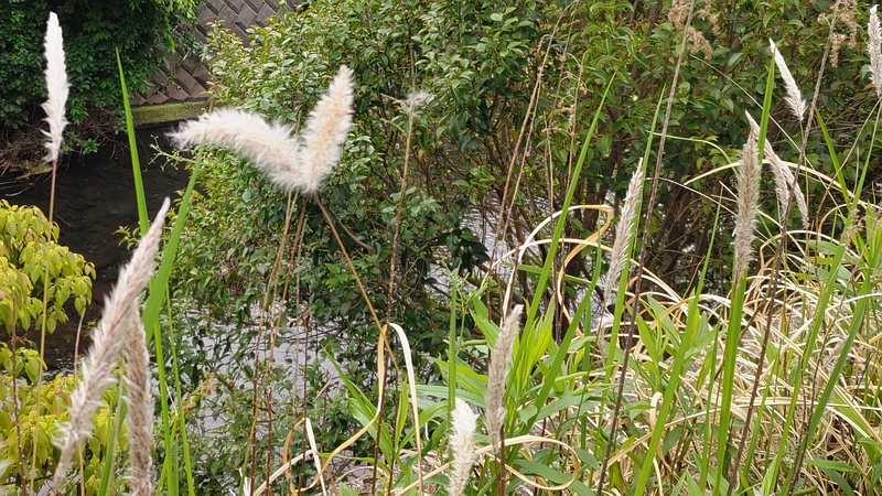チガヤ 横浜市旭区鶴ヶ峰本町