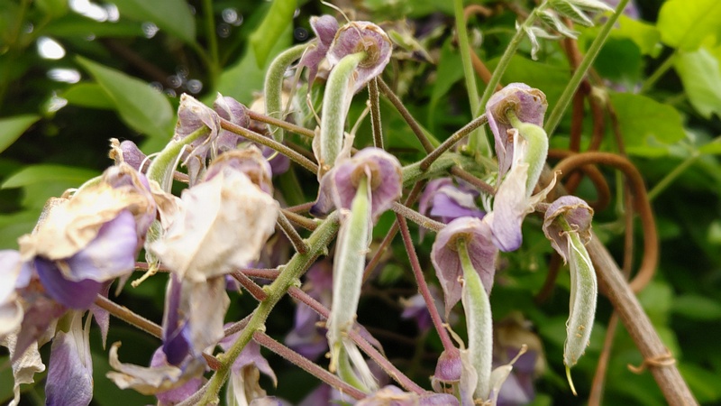 フジの若い果実 横浜市旭区鶴ヶ峰本町