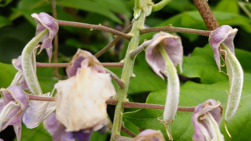 フジの花 横浜市旭区鶴ヶ峰本町