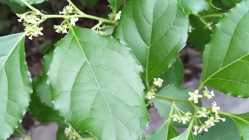 ツルウメモドキの花 横浜市旭区鶴ヶ峰本町