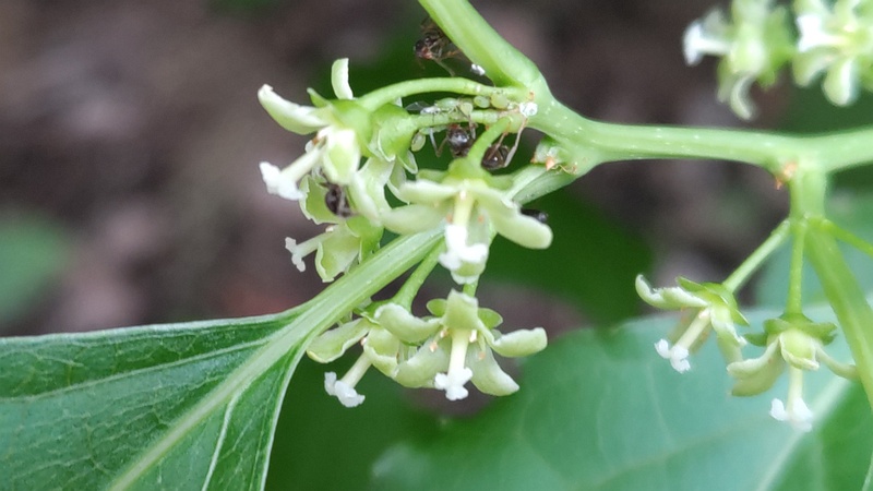 ツルウメモドキの花 横浜市旭区鶴ヶ峰本町