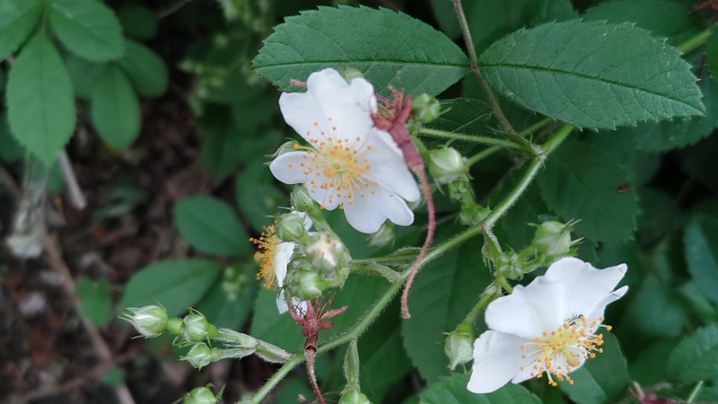ノイバラの花 横浜市旭区今川町