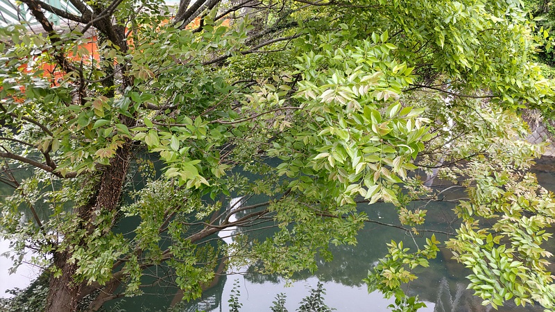 エノキ 横浜市旭区鶴ヶ峰