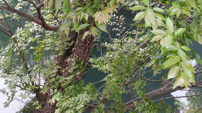 エノキ 横浜市旭区鶴ヶ峰