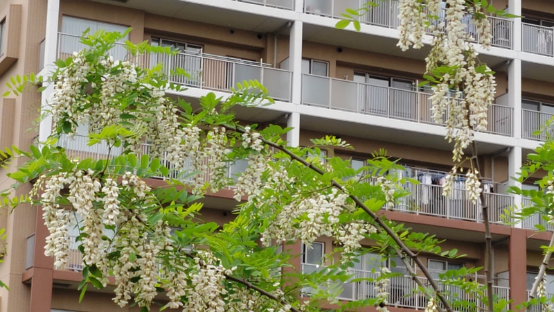 ニセアカシアの花 横浜市旭区鶴ヶ峰