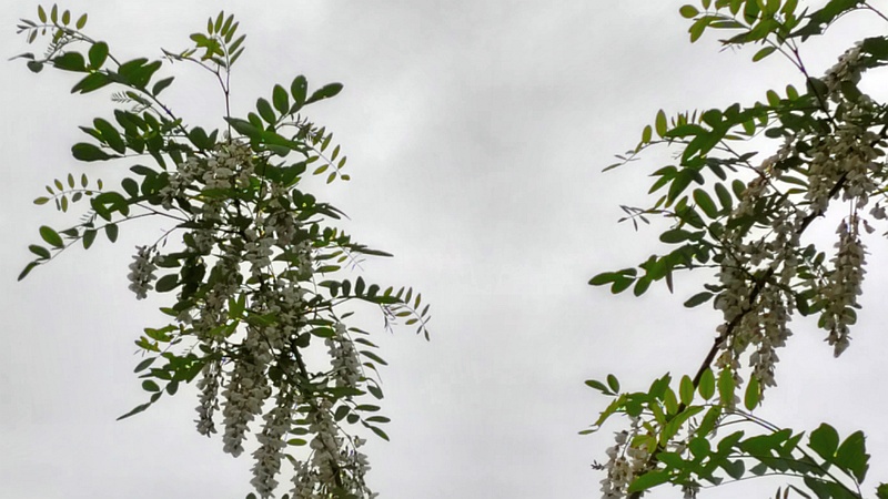 ニセアカシアの花 横浜市旭区鶴ヶ峰