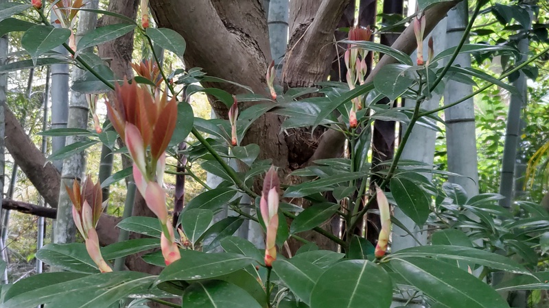 タブノキの新芽 横浜市旭区帷子川親水緑道