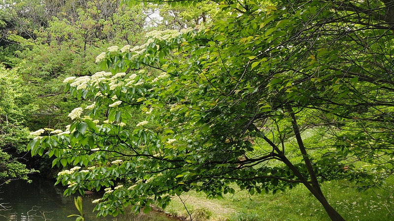 ミズキの花 横浜市旭区帷子川親水緑道