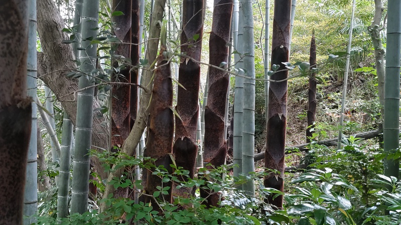 モウソウチク 横浜市旭区帷子川親水緑道