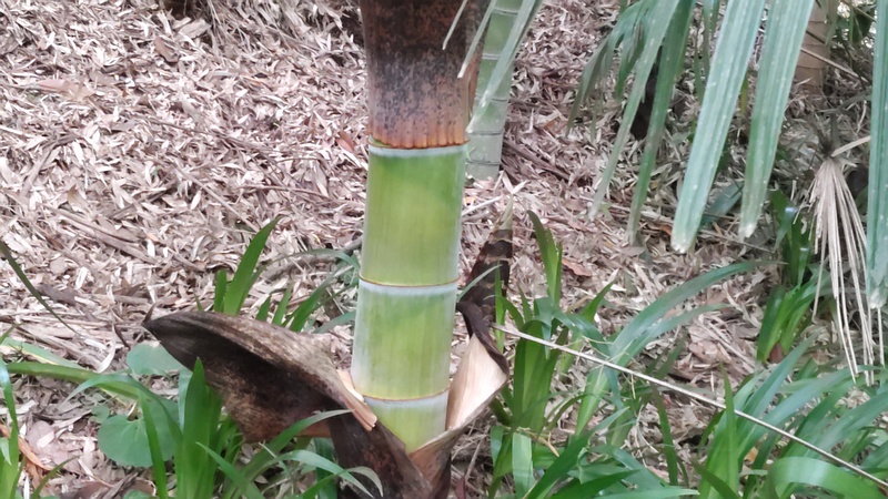 モウソウチク 横浜市旭区帷子川親水緑道