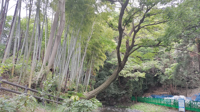エノキ 横浜市旭区帷子川親水緑道