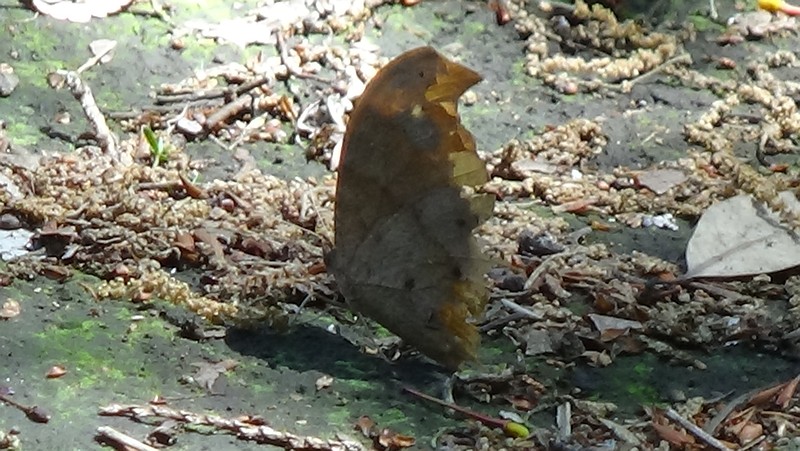 クロコノマチョウ 横浜市旭区希望が丘水の森公園