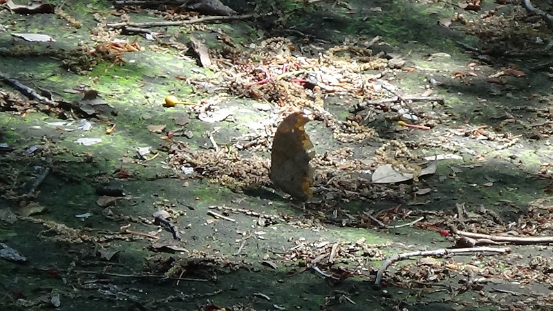クロコノマチョウ 横浜市旭区希望が丘水の森公園