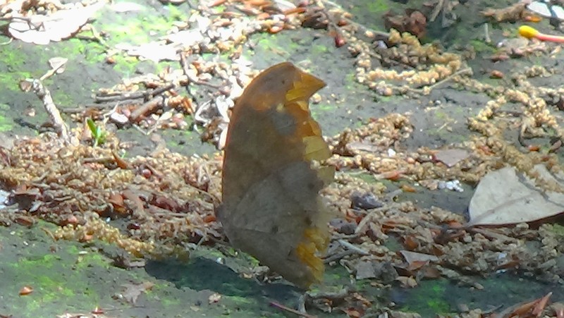 クロコノマチョウ 横浜市旭区希望が丘水の森公園