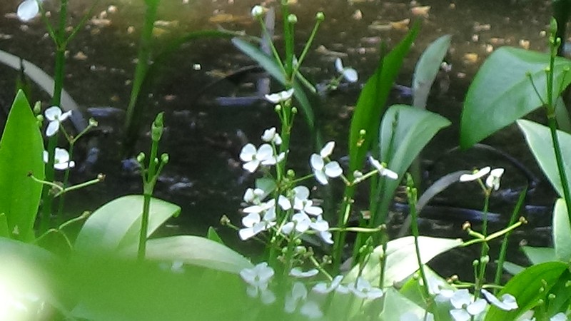 ヘラオモダカの花 横浜市旭区希望が丘水の森公園