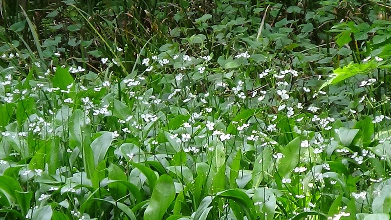 ヘラオモダカの花 横浜市旭区希望が丘水の森公園