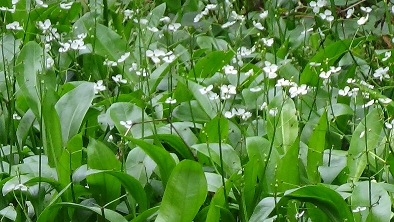 ヘラオモダカの花 横浜市旭区希望が丘水の森公園