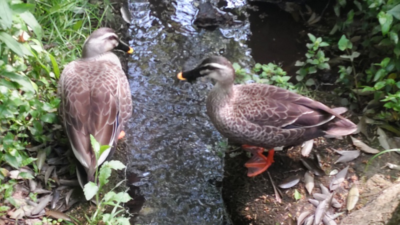 カルガモ 横浜市瀬谷区長屋門公園