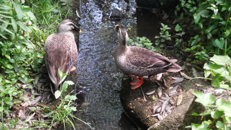 カルガモ 横浜市瀬谷区長屋門公園