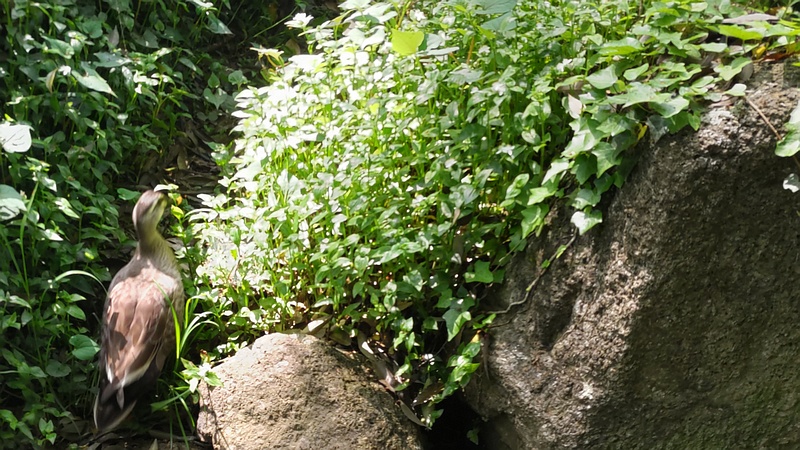 カルガモ 横浜市瀬谷区長屋門公園