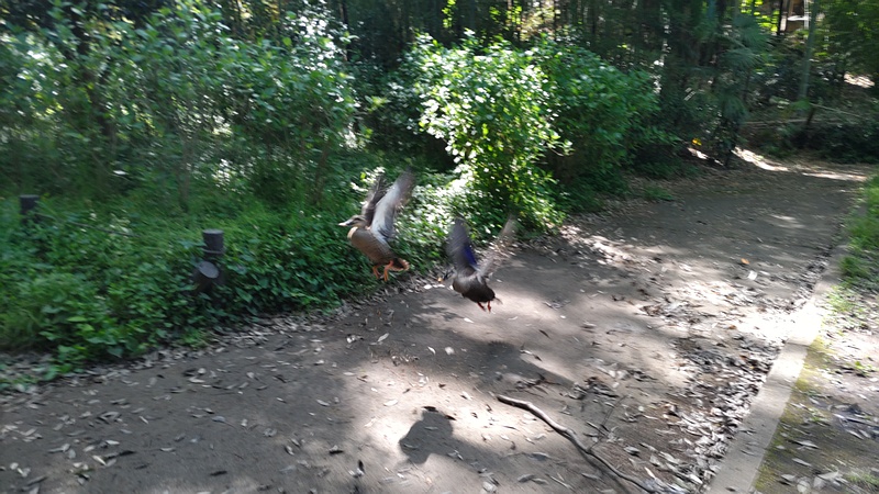 カルガモ 横浜市瀬谷区長屋門公園