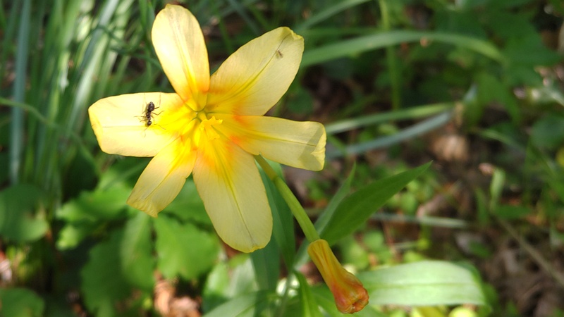 ホメリアの花 横浜市瀬谷区長屋門公園